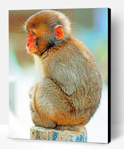 Macaque Monkey Animal Paint By Number