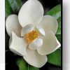 White Magnolia Paint By Number
