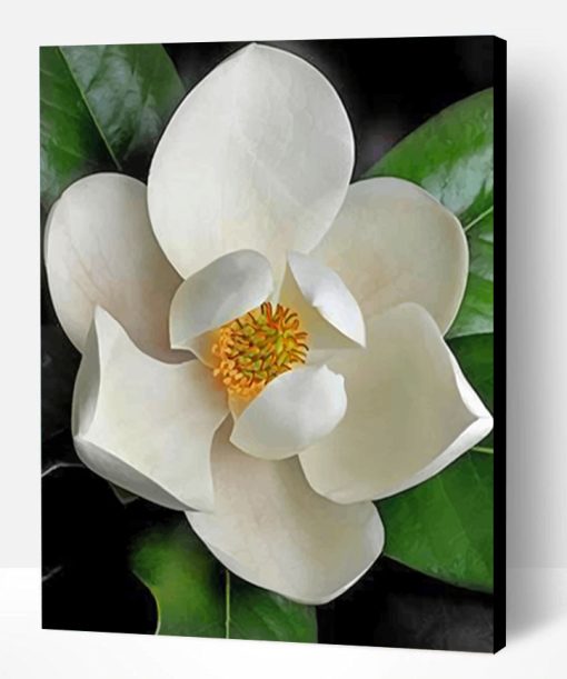 White Magnolia Paint By Number