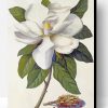 Magnolia Flower Paint By Number