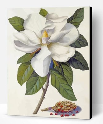 Magnolia Flower Paint By Number