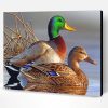 Male And Female Mallard Duck Paint By Number