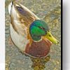 Mallard Duck Paint By Number