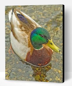 Mallard Duck Paint By Number