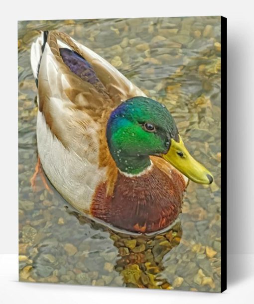 Mallard Duck Paint By Number