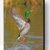 Flying Mallard Paint By Number