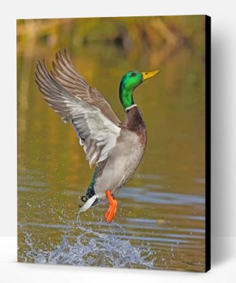 Flying Mallard Paint By Number