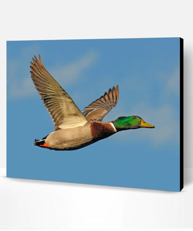 Mallard Flying Duck Paint By Number