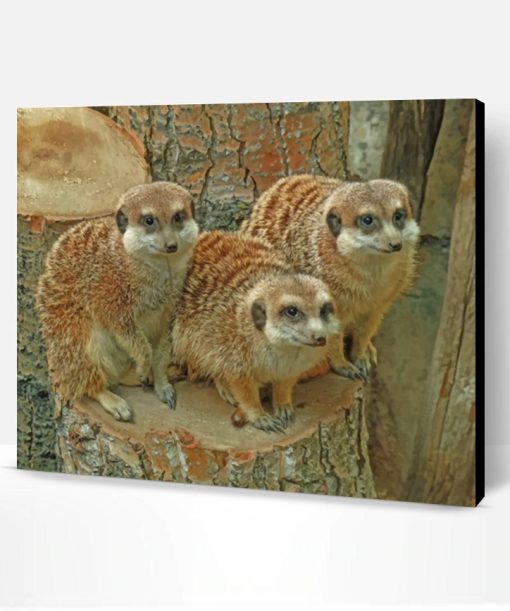 Meerkats Animals Paint By Number