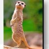 Meerkat Animal Paint By Number