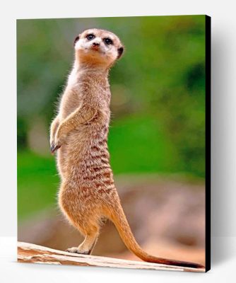 Meerkat Animal Paint By Number