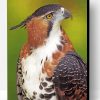 Ornate Hawk Eagle Paint By Number