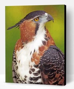 Ornate Hawk Eagle Paint By Number