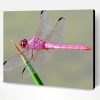 Pink Dragonfly Paint By Number