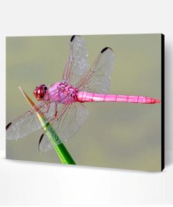 Pink Dragonfly Paint By Number
