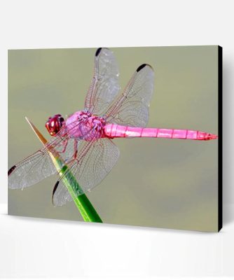 Pink Dragonfly Paint By Number