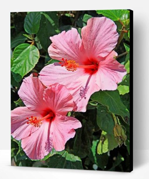 Pink Hibiscus Paint By Number