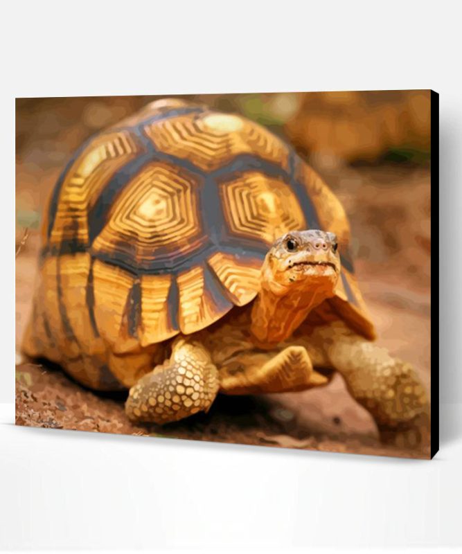 Ploughshare Tortoise Paint By Number