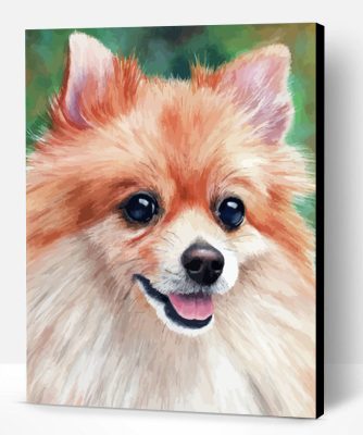 Pomeranian Dog Paint By Number