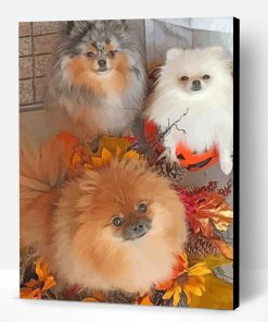 Pomeranian Dogs Paint By Number