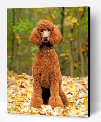 Brown Poodle Paint By Number