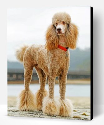 Poodle Dog Paint By Number