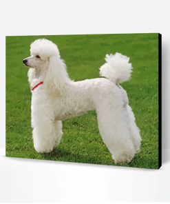 Poodle Dog Paint By Number