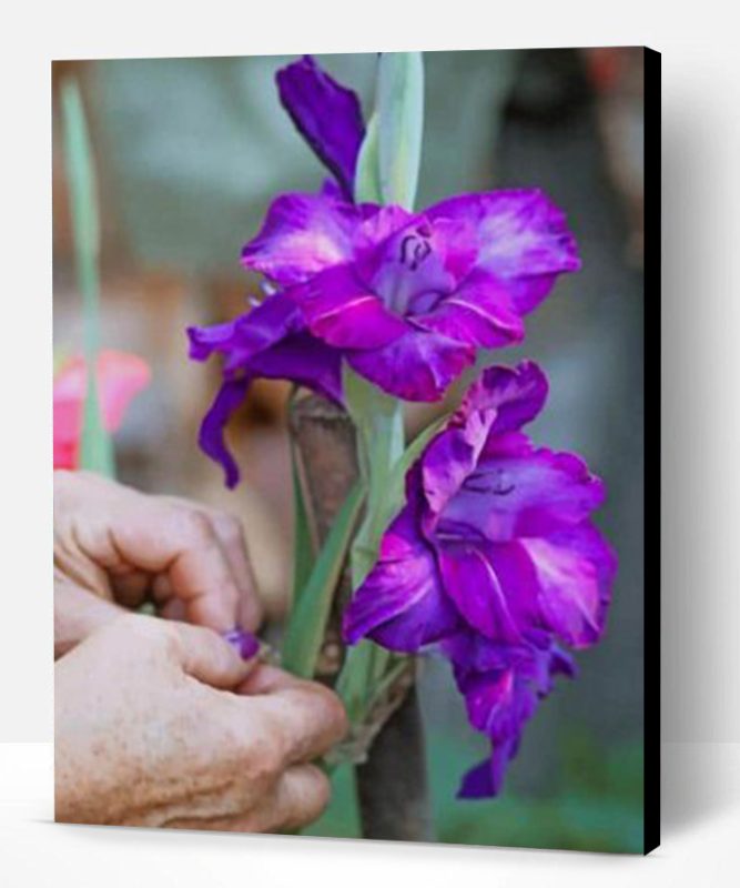 Purple Netted Iris Paint By Number
