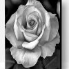 Black And White Rose Paint By Number