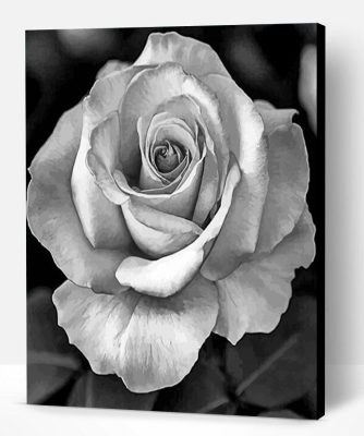 Black And White Rose Paint By Number