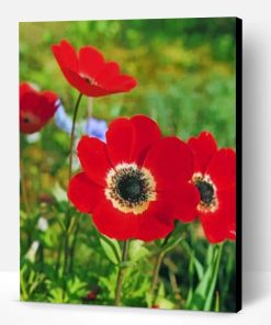Red Anemone Flower Paint By Number