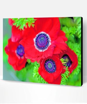 Red Anemone Flower Paint By Number