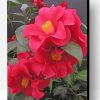 Red Camellia Paint By Number