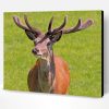 Red Deer Stag During Daytime Paint By Number