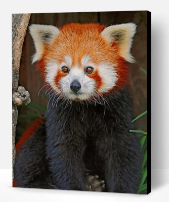 Red Panda Paint By Number