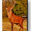 Red Stag Deer Paint By Number