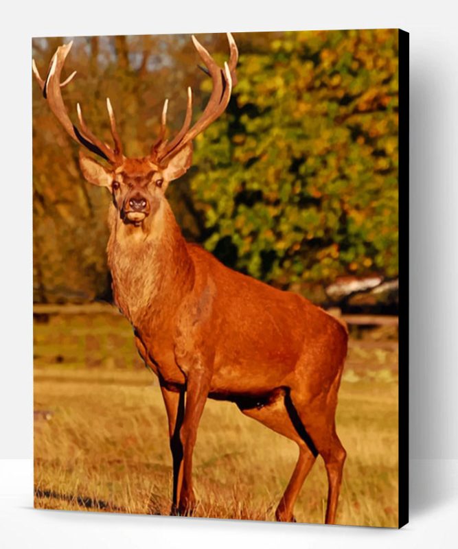 Red Stag Deer Paint By Number