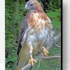 Red Tailed Hawk Paint By Number