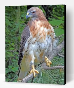 Red Tailed Hawk Paint By Number