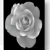 Monochrome Rose Paint By Number