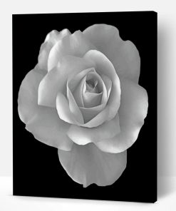 Monochrome Rose Paint By Number