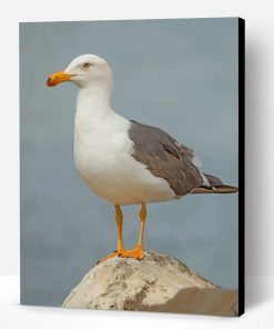 Seagull Bird Paint By Number