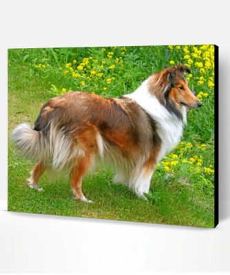 Sheltie Dog Paint By Number