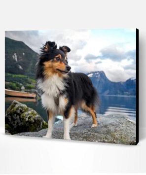 Sheltie Dog Animal Paint By Number