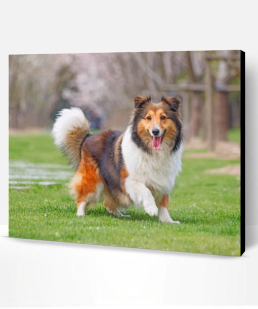 Cute Sheltie Paint By Number