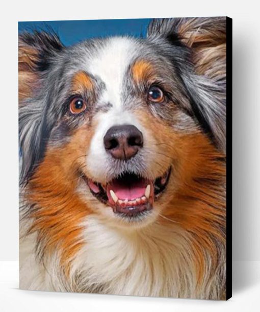 Sheltie Pet Paint By Number