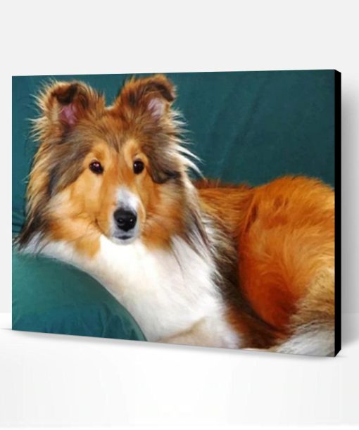 Sheltie Dog Paint By Number