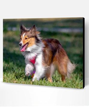 Sheltie Dog Paint By Number