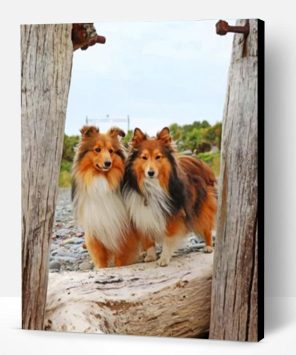 Shelties Dogs Paint By Number