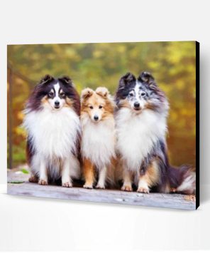 Cute Shelties Dogs Paint By Number